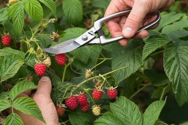 Обрезка малины для урожая 5 кг с куста. Пошагово для обычных и ремонтантных