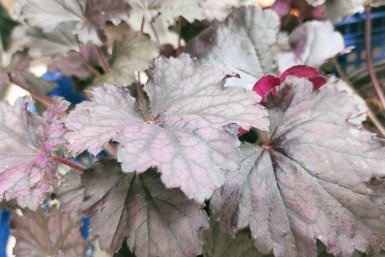 Не цветок, а хамелеон: какой многолетник меняет облик каждый месяц - выбор садоводов в 2026 году