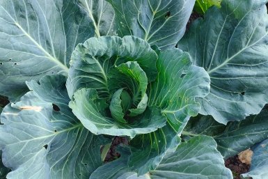 Хрустящая, сладкая, ранняя: от какого сорта капусты без ума все дачники - растет в любом климатическом поясе