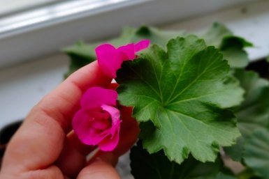 Герань в марте только этого и ждет: 1 ложка в воду – и царское буйство сочных красок до сентября