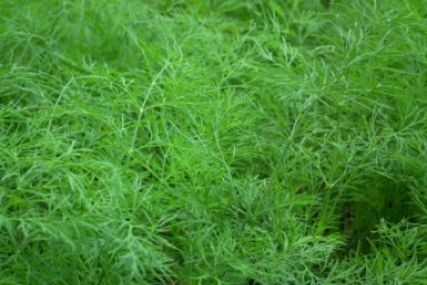 Укроп взойдет пушистой "щеткой" и не уйдет в зонтики: хитрый метод опытных дачников