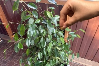 Фикусу Бенджамина обязательно в апреле: 1 ложка на 1 л. теплой воды – и листья крепкие, зеленые, крупные