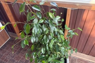 Беру 1 таблетку в аптеке - и мой фикус ожил за неделю и выдал лес новых листьев