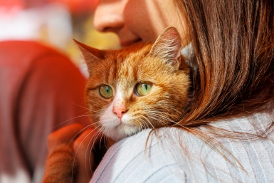 Не выпускают когти, не рычат и не кусаются: 5 самых добрых пород котов - обожают детей и сидеть на ручках