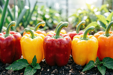 Эти перцы-богатыри — здоровущие как дыня, сахарные да мясистые: на фаршировку лучше не найти