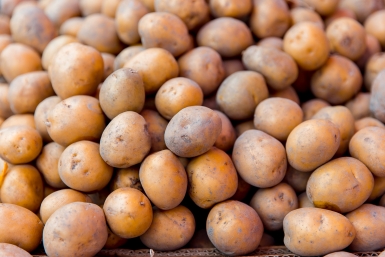 Посадила новый сорт картофеля-мутанта - всходы появились уже на 12-й день: урожай 48 тонн с гектара