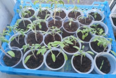 Хватит травить рассаду химией - 1 средство и она "жирует" за 3 дня: прет как бешеная