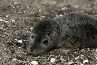 Малыш ларги из бухты Посьет теперь не одинок – компанию составили постояльцы центра