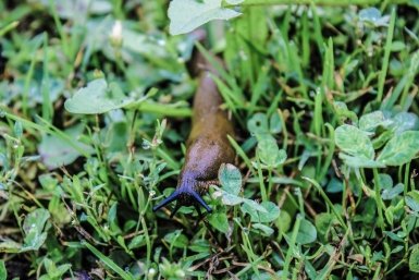 Сыплю на мокрую картонку это средство, и слизни бегут, не оглядываясь с участка — обработала сад весной и спасла урожай
