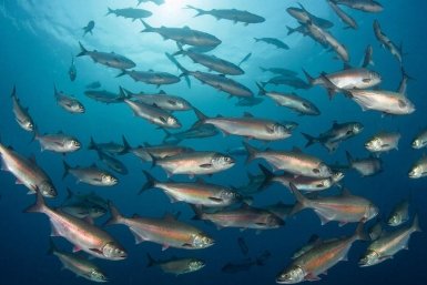 Тематическое фото GigaChat