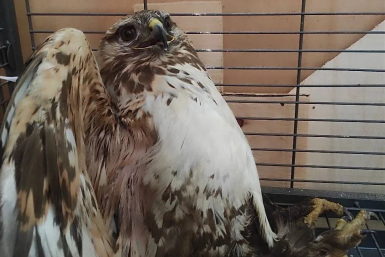 Травмированного мохноногого курганника нашли в Иркутском районе