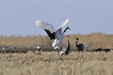 Фотоработы бывшего лаборанта УГПИ пополнят коллекцию музея тайги в Уссурийске