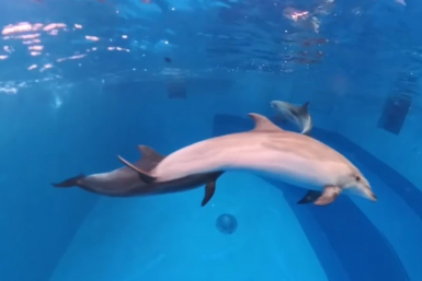 Дельфинам устроили "живую охоту" в океанариуме - хватило 5 минут