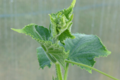 1 ложка на 1 л и саженцы огурцов крепчают на глазах — не ленюсь и жирую до самой зимы