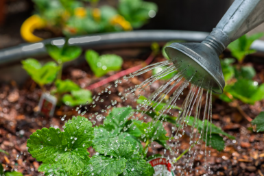 Хлеще навоза: жирный урожай обеспечен, если полить грядки этим 1 раз
