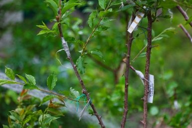 2 стакана на 2 литра — угощаю тлю и радуюсь: листья чистые, от паразитов ни следа