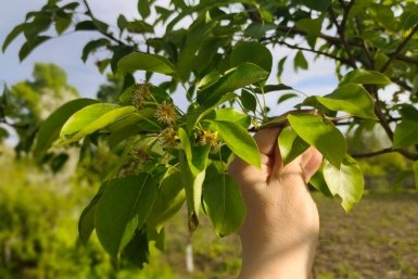 Опасность рядом с грушей: какие растения вызывают ржавые листья и черные пятна - срочно уберите их