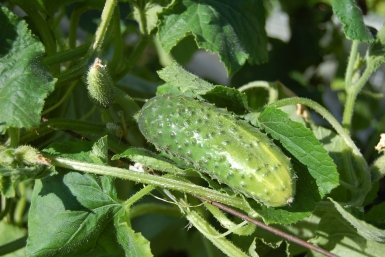 Без этих приемов урожай огурцов — просто зеленая ботва: секреты урожая до заморозков