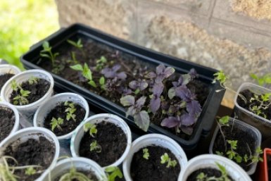 Рассада мечтает об этом с 26 марта: одна ложка под корень - стоит стеной, без фитолампы