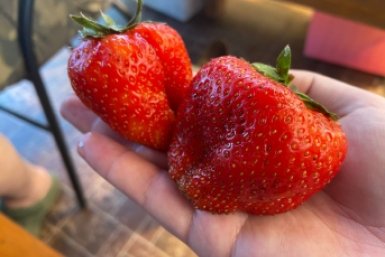 2 горсти на 10 л воды - клубника гигантская и слаще меда, в ягодах 7/7 кустов