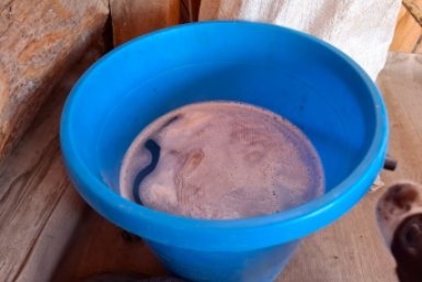 Оставил ведро с водой в сарае — наутро обомлел: все мыши с округи угодили в ловушку