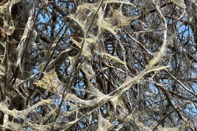 Более 50 тысяч деревьев обработают в Иркутске от горностаевой моли