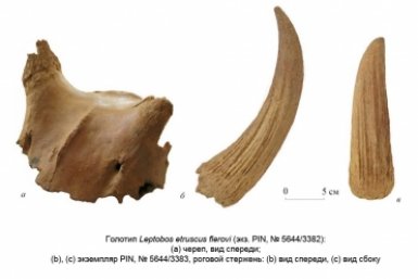 Новый подвид древнего быка, жившего более 1,6 млн лет назад, открыли в Крыму