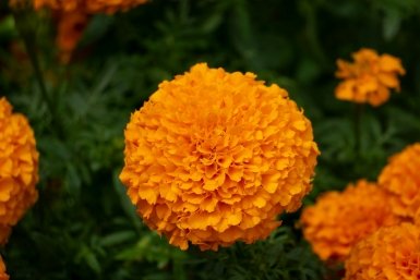 Бархатцы - невидимые враги вашего огорода: 4 зоны, где им не место