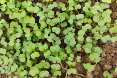 Когда и как лучше сеять сидераты весной: признаки готовности почвы, правила, советы агронома Давыдовой