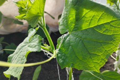 Не гибрид, а торопыга среди огурцов: вяжет зеленцы быстрее всех даже на Севере - без горечи и пустот