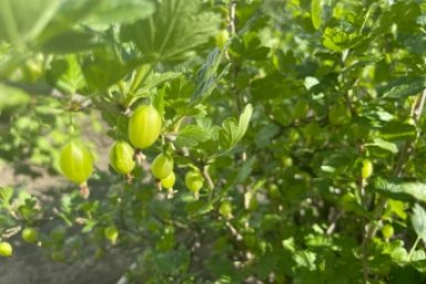 Крыжовник на грядке - бриллиант в короне сада: как за ним ухаживать и какие сорта сверкают ярче всех