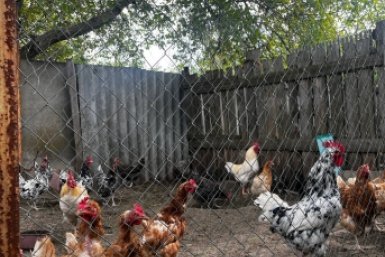 Курам в апреле обязательно: 1 раз в неделю до еды - и от количества яиц сломаются гнезда