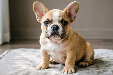 За продажу чужого французского бульдога заплатит штраф житель Симферополя