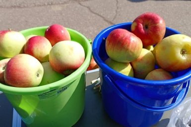 Как карамель на ветке: топ‑10 сладких сортов яблок 2026 года для средней полосы