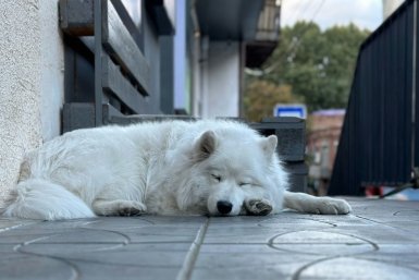 Чемпионы по лени: 5 самых спокойных собак - любят лежать, а не играть