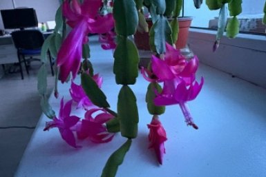 Даже чахлый декабрист оживет: по 5 капель на почку - и сухой стебель даст бурный рост