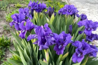 Забудьте про бархатцы: эти 3 растения цветут ярче - не боятся ни жары, ни дождя