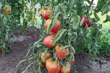 Перед началом сезона – всегда: лью под томаты состав с уксусом – от буйства урожая дух захватывает