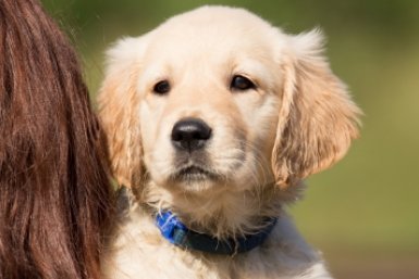 Поменяла рацион своему лабрадору в 7 лет - и он снова стал бодрым и активным после перехода на специальный корм