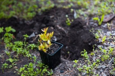 Высадка деревьев Илья Аверьянов, ИА Primamedia