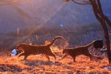 Леопарды-аристократы: в Приморье показали котят из известной "династии"