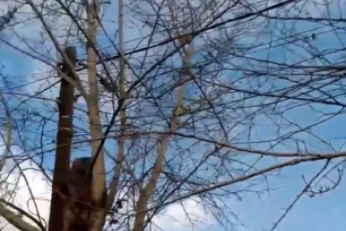 Зловредный тополь преградил улан-удэнцу выход в мировую паутину