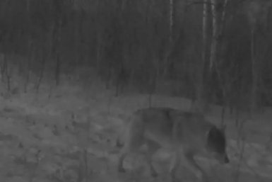 Новость дня