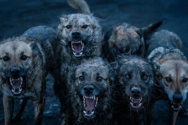 Что делать при нападении собак — разбор ситуации в Иркутской области