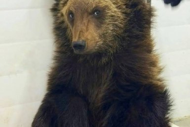 Найденный на КБЖД медвежонок Ежик мог потерять мать из-за браконьеров