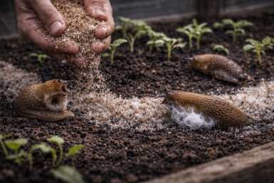 Не слизни, а бесы теплицы — смешала 2 песка и защитила урожай: ни один листик больше не пострадает