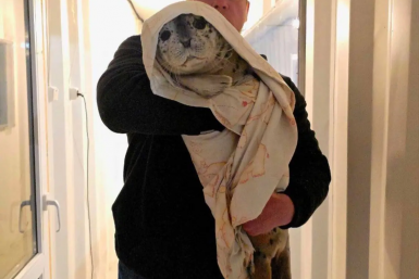 "И что с ним не так было?": семья из Приморья "подарила" тюленю второй шанс на жизнь