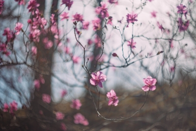 Новость дня