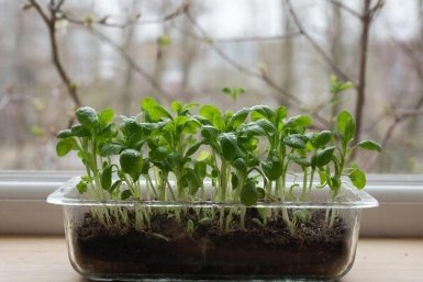 1 ложка на 1 литр: рассада станет толщиной с мизинец - мощный эликсир