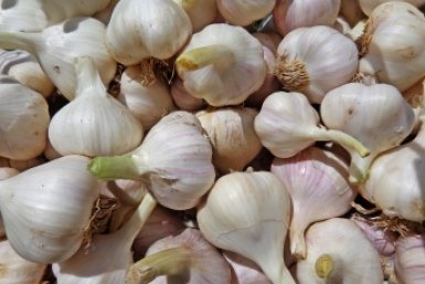 Сею чеснок по методу эстонца - к лету на грядке богатырские головки с кулак, но придется побегать с линейкой